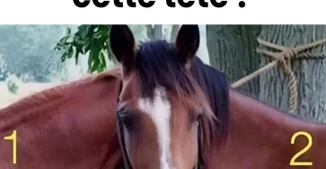 A qui appartient la tete de ce cheval.jpg