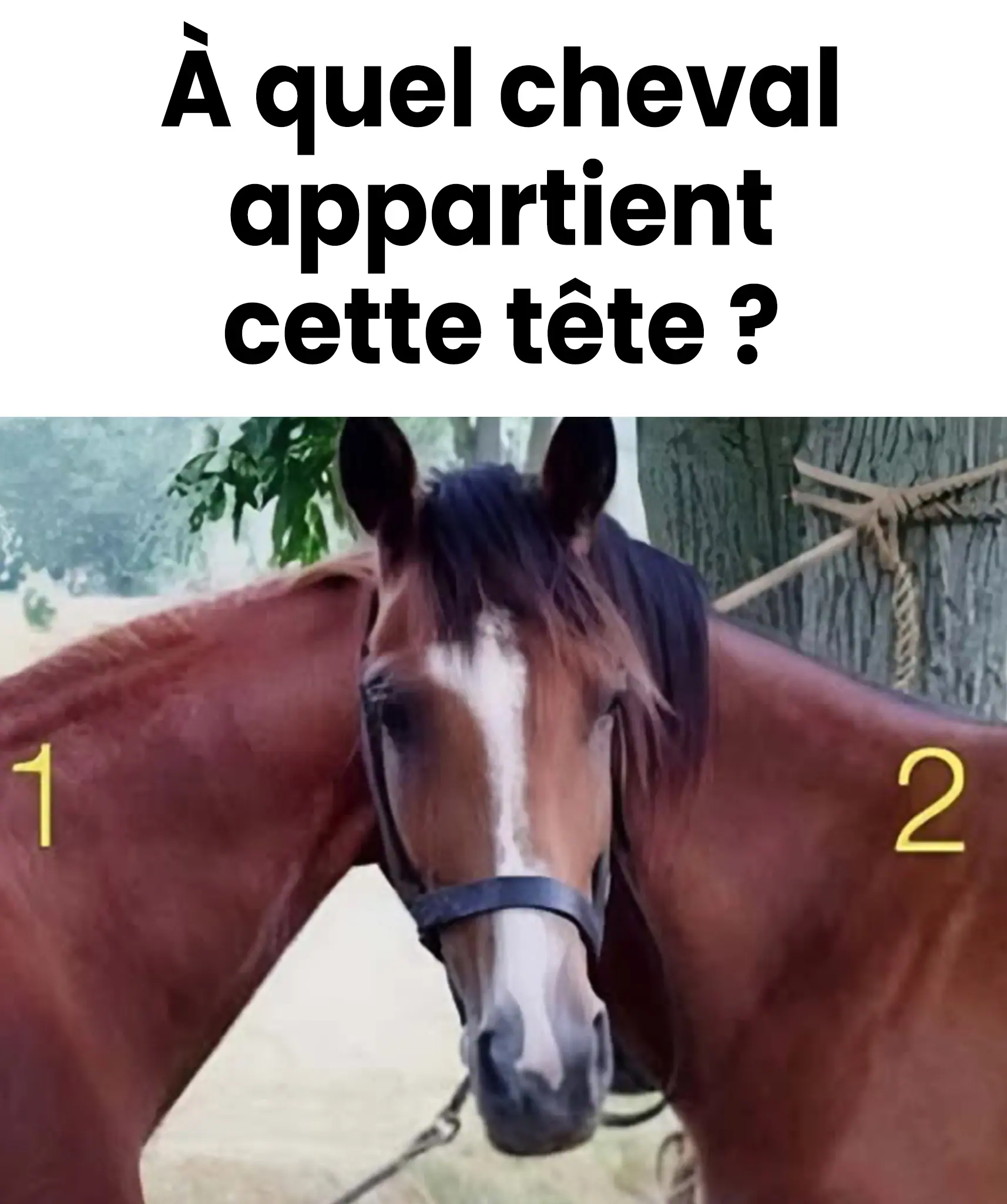 A qui appartient la tete de ce cheval.jpg