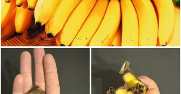 Comment exploiter le potentiel cache de la tige de bananier.jpg