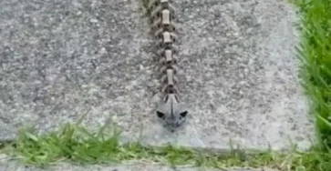 La mysterieuse vipere du gabon maitre du camouflage et redoutable predateur dans la nature.jpg