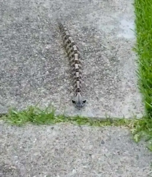 La mysterieuse vipere du gabon maitre du camouflage et redoutable predateur dans la nature.jpg