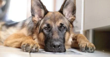 On pensait tous quil souffrait de la perte de son maitre mais ce que le veterinaire a decouvert allait bien au dela dun simple chagrin 1.jpg