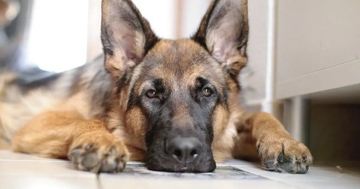 On pensait tous quil souffrait de la perte de son maitre mais ce que le veterinaire a decouvert allait bien au dela dun simple chagrin 1.jpg
