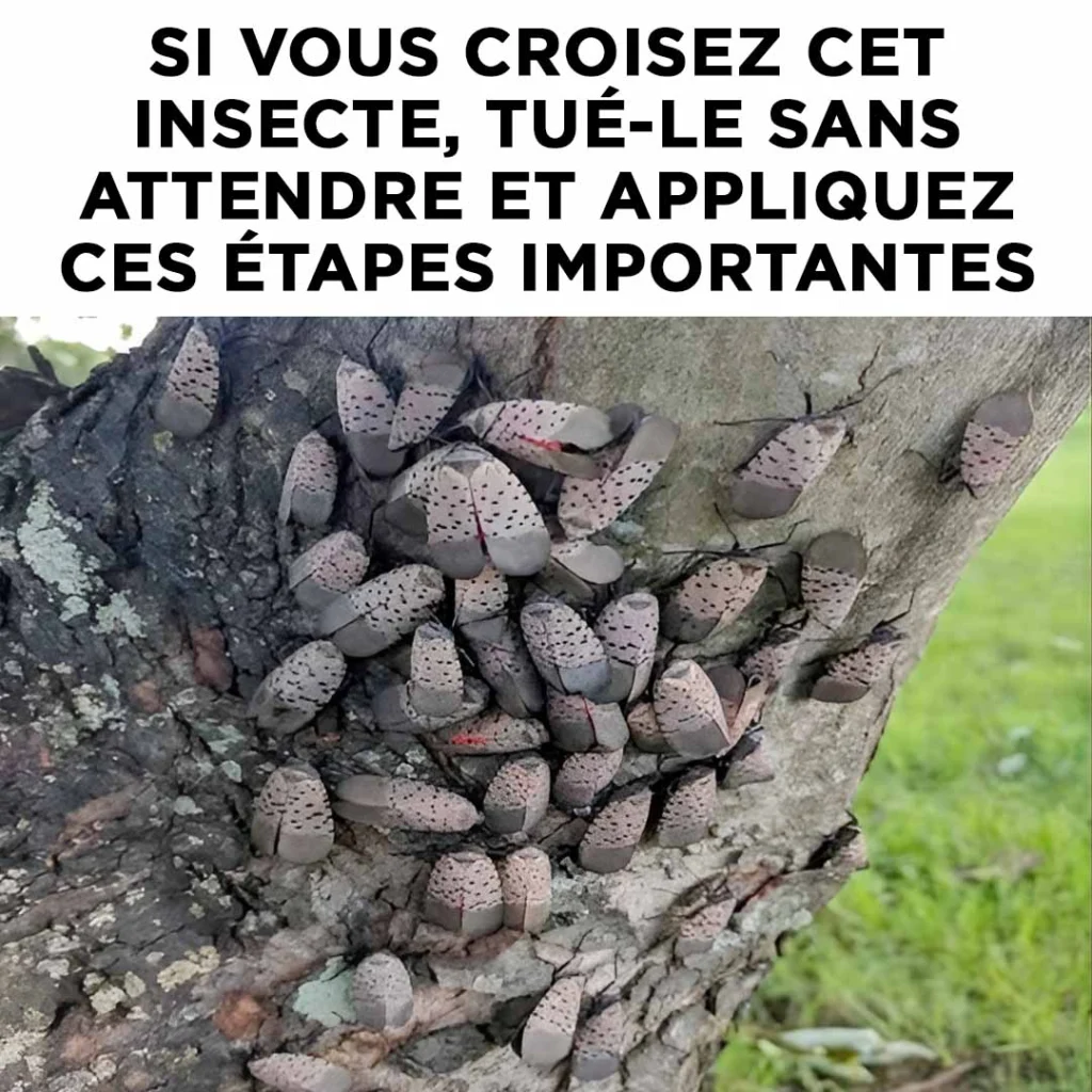Si vous croisez cet insecte eliminez le sans attendre 1024x1024.jpg