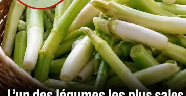 Ciboule et oignon nouveau ce legume adore que vous mangez peut etre sans le laver correctement.jpg